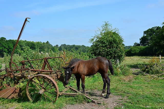 12 07 13_5037.JPG - BNSS COACH TRIP TO SAMPSONS PERCHERON STUD - 12.7.13